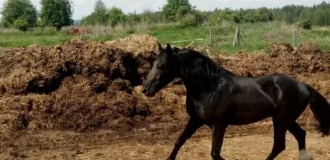 Прессованный навоз 5