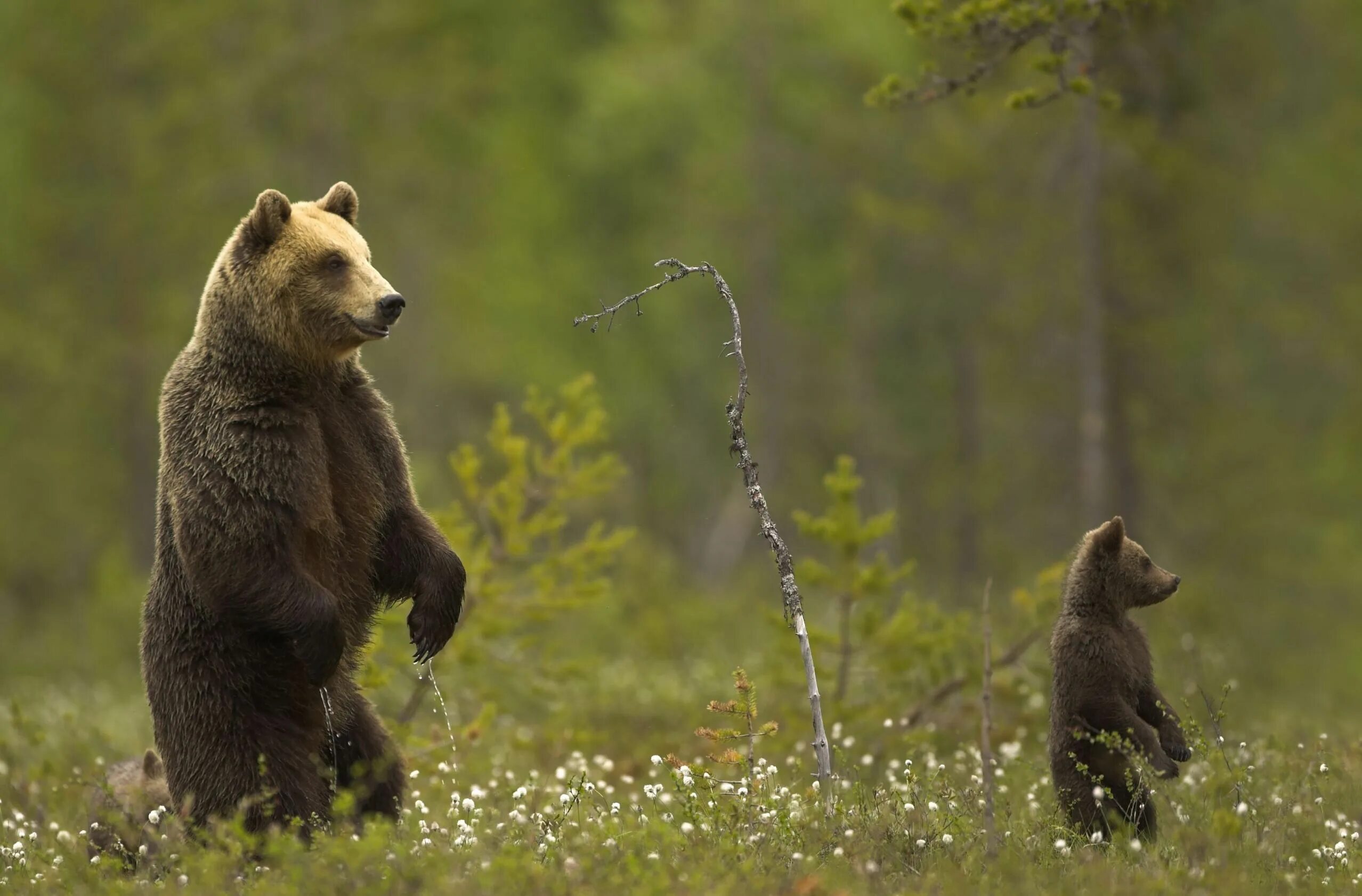 Финляндия природа и животные. Медведь на задних лапах. Бурый медведь в Финляндии. Европейский бурый медведь.