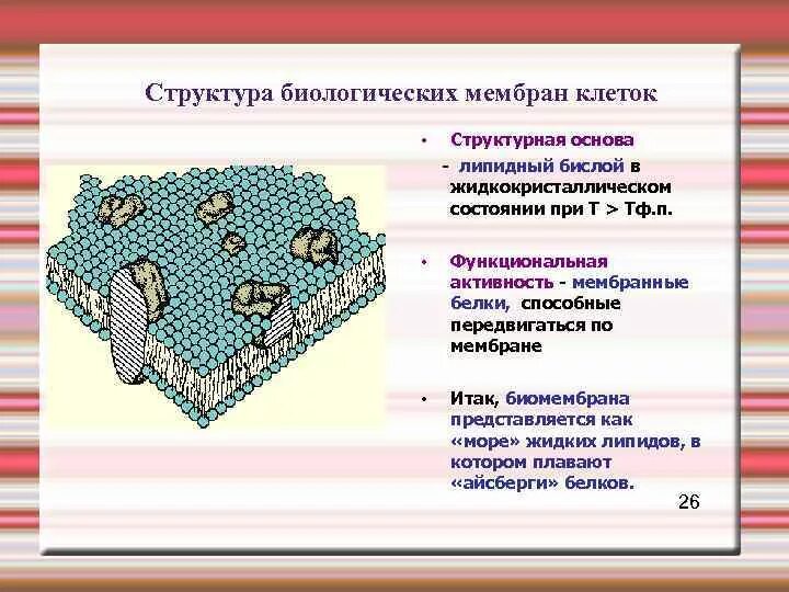 Мембраны клетки тест. Биологические мембраны, их строение и функциональные особенности.. Строение биологической мембраны клетки. Схема строения биологической мембраны биохимия. Липидный бислой структурная основа биологических мембран клетки.