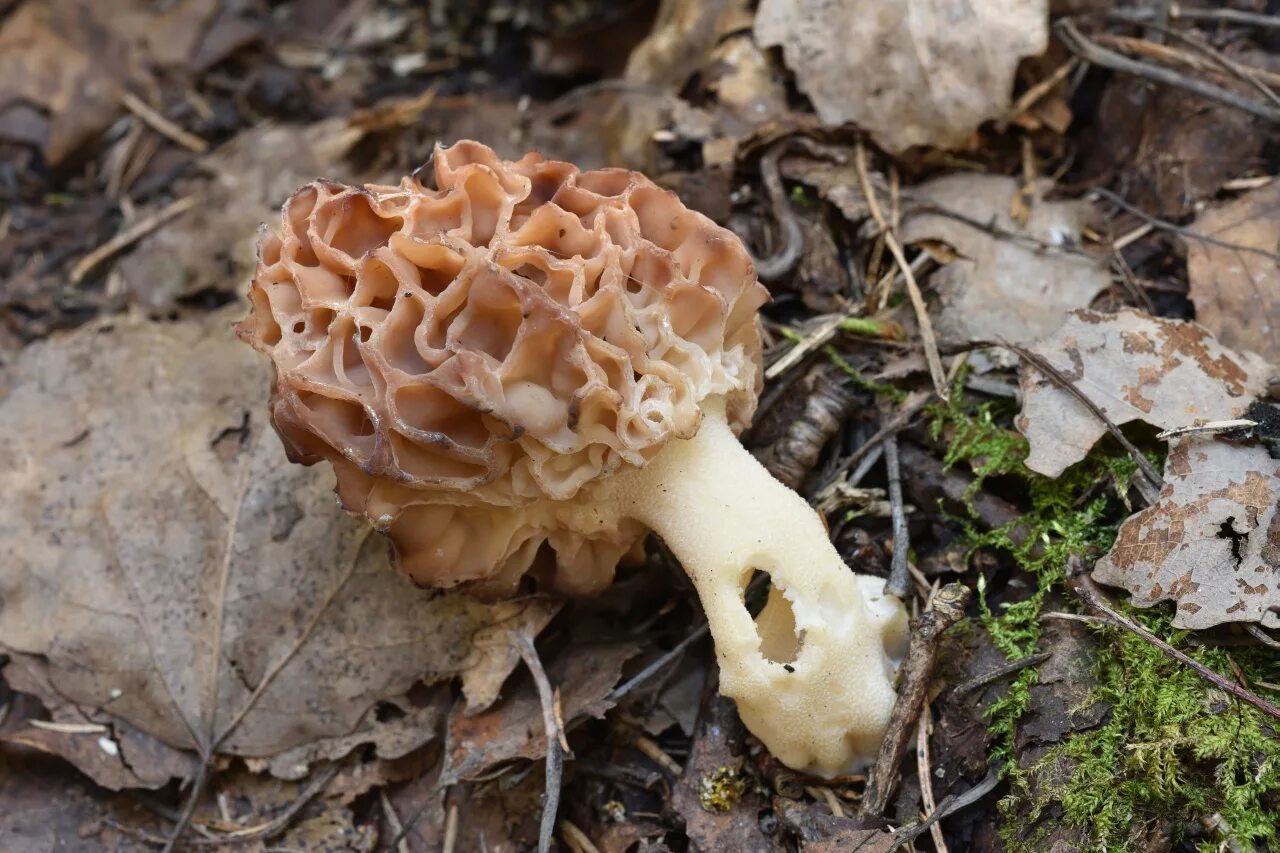 Весенний гриб похожий на сморчок. Сморчок толстоногий. Сморчок толстоногий гриб. Сморчок гигантский. Сморчок осенний.
