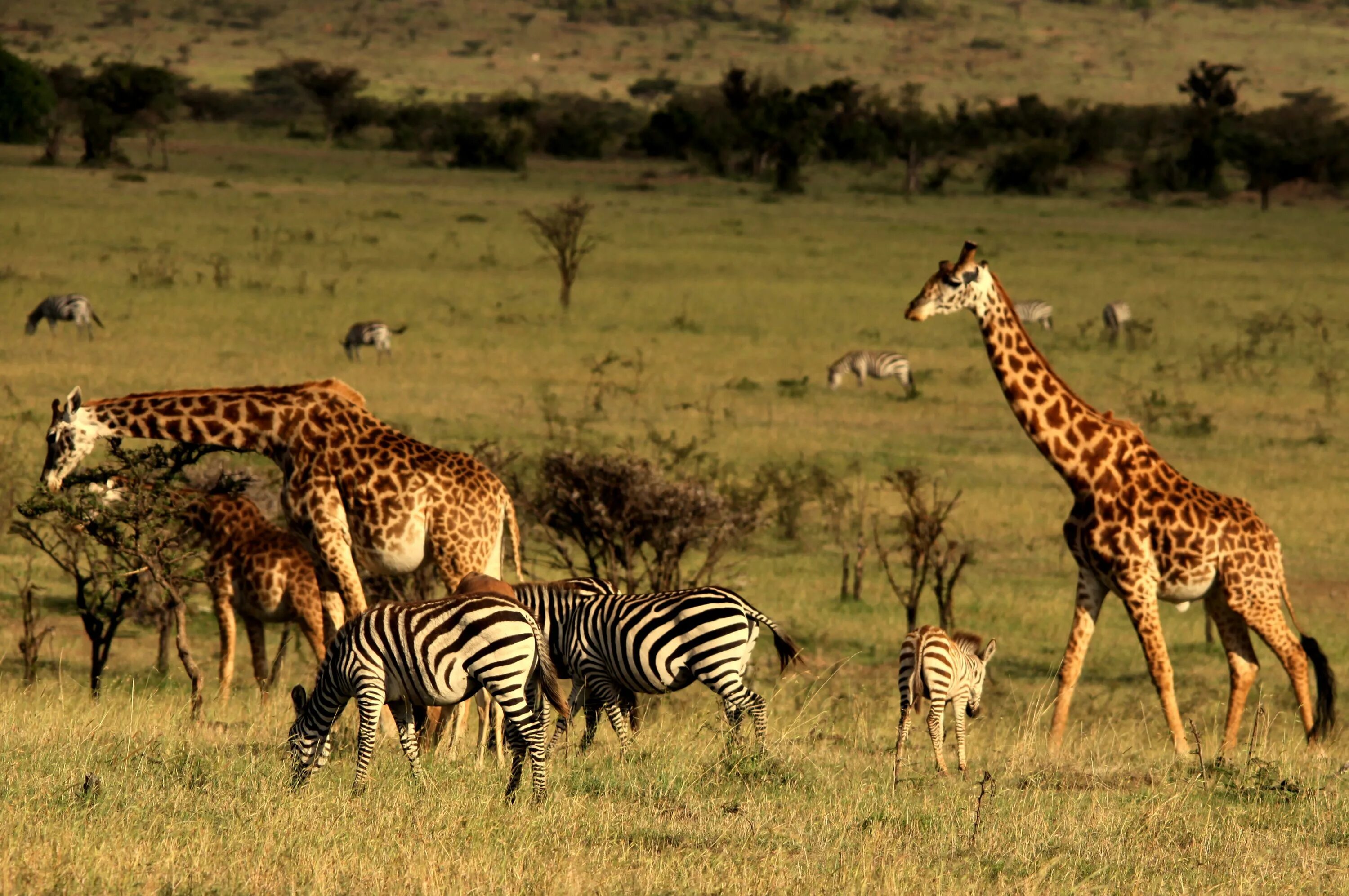 Africa safari. Африка Найроби сафари.