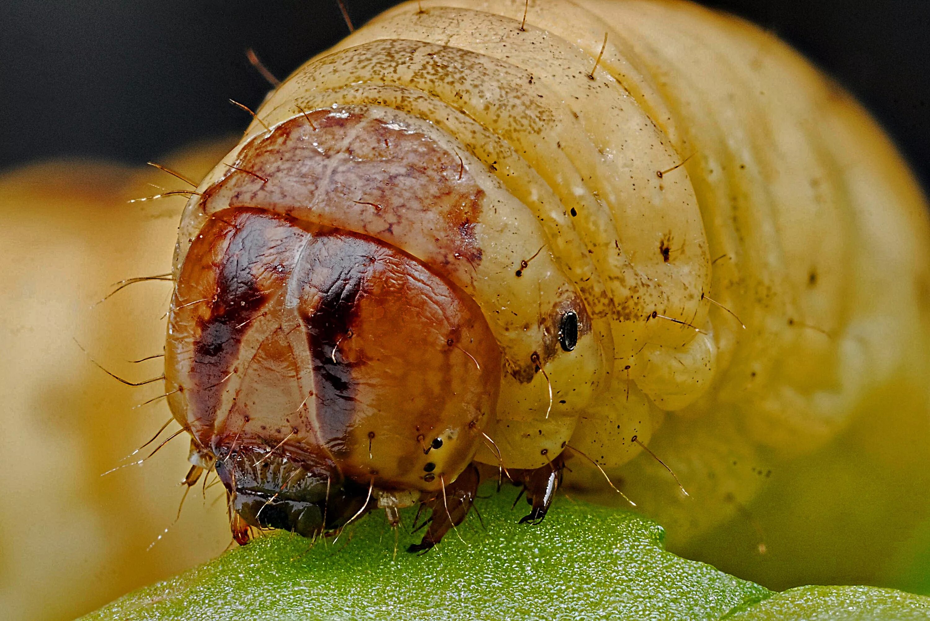 Муха гусеница. Личинки земляных мошек. Личинка листоеда. Личинка жука листоеда.