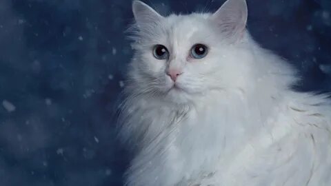 К чему снится белая пушистая кошка