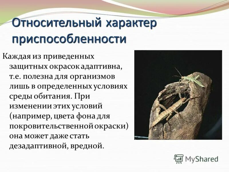 В чем выражается относительность приспособленности омуля. Адаптация организмов к свету. В чем выражается относительность приспособленности омуля. Голомянка байкальская описание. В чем выражается относительность приспособленности омуля.