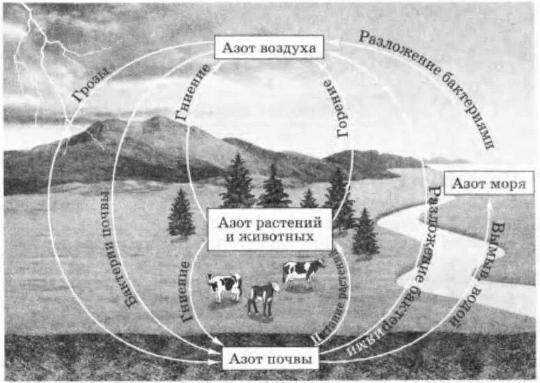 Круговорот азота в природе схема 9 класс. Круговорот азота в природе. Биологический цикл азота. Процесс круговорота азота в природе.