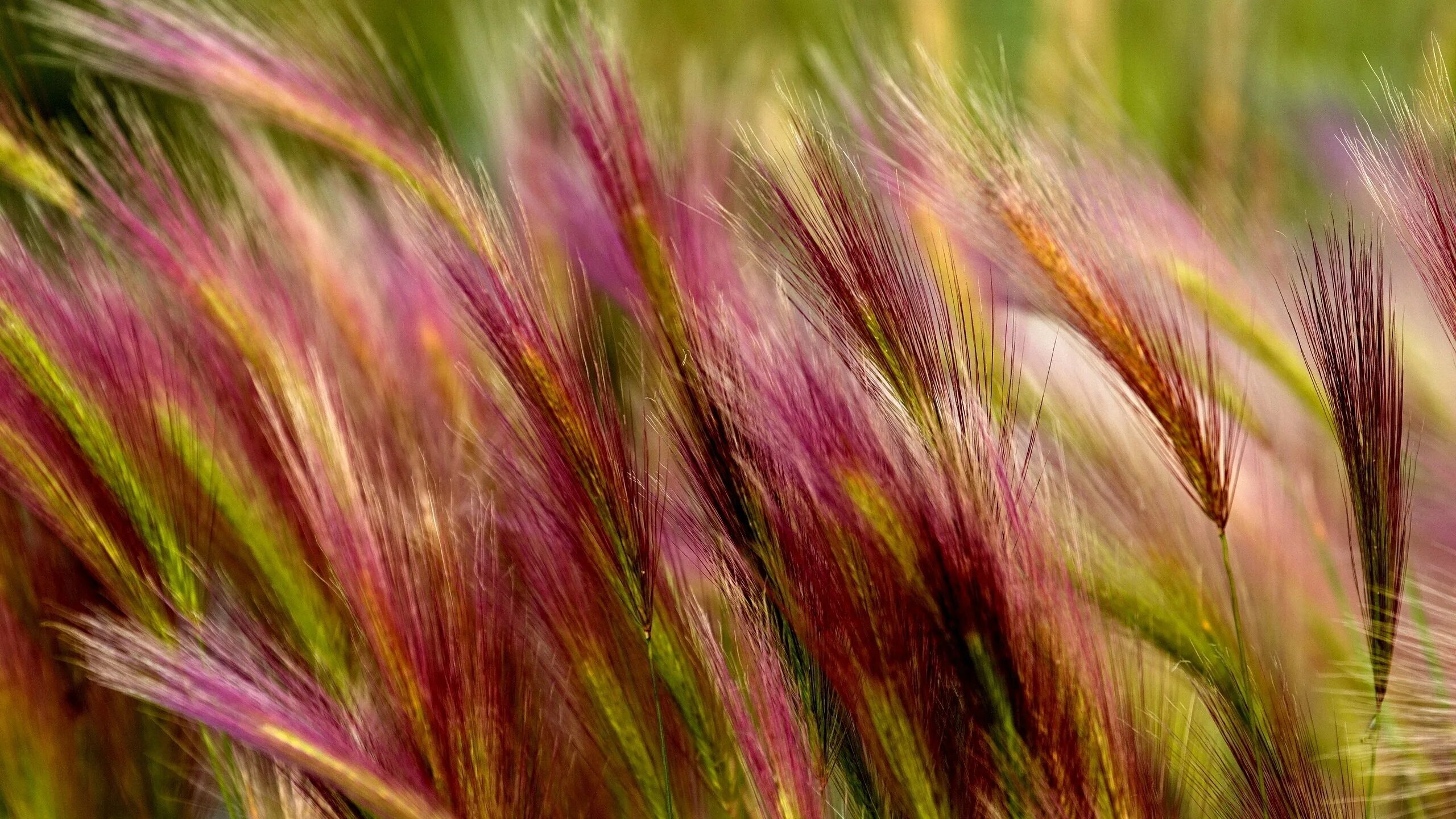 Stipa Rubens ковыль. Ковыль гривастый. Ковыль тростниковый. Ковыль полевой.