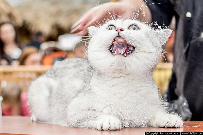 Выставка кошек. Выставка кошек в москве 2023. Благотворительная выставка кошек. Тц ханой выставка кошек. Выставка собак кошек в москве.