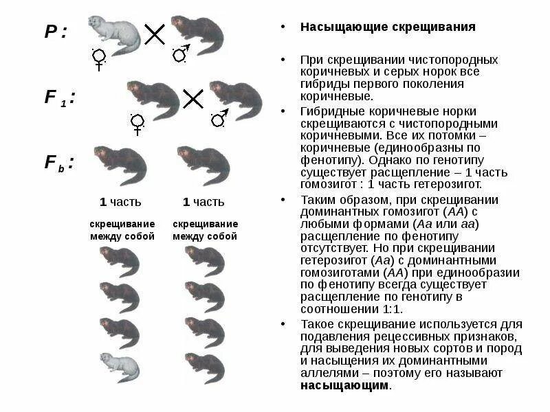 Насыщающие скрещивания. Задачи на возвратное насыщающее скрещивание. Типы наследования у норок. Все соотношения скрещивания.