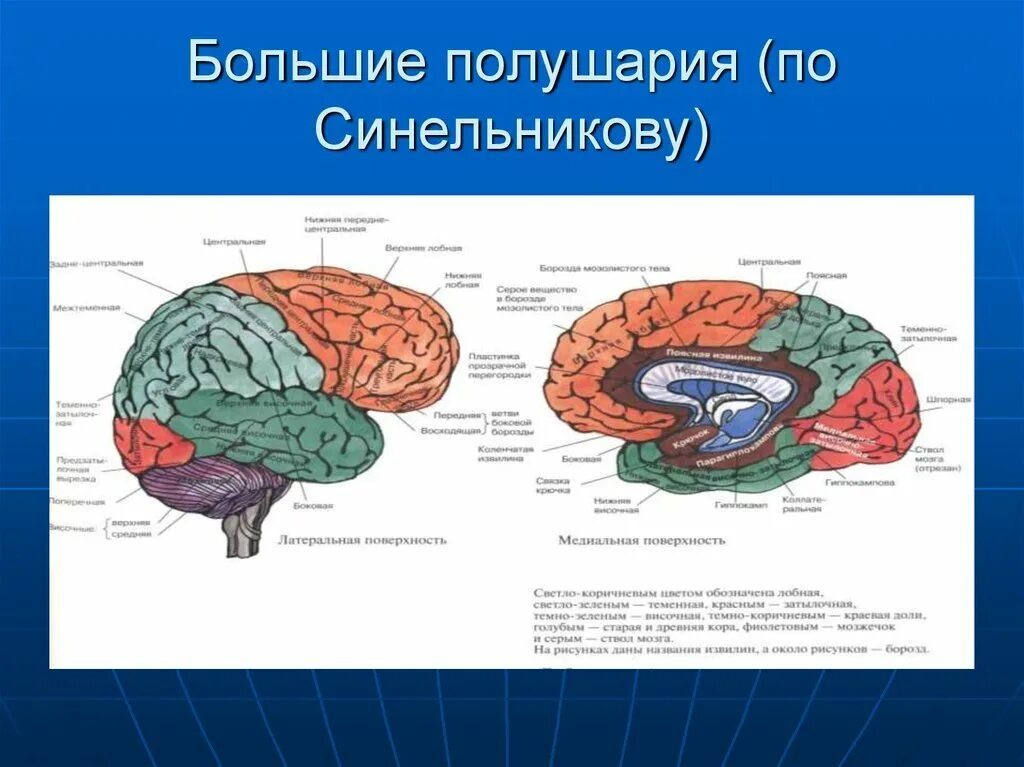 2 поверхности головного мозга. Строение больших полушарий головного мозга рисунок. Медиальная поверхность полушария головного мозга. Медиальная поверхность левого полушария большого мозга.