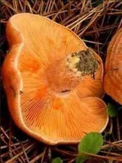 Рыжики сыроежки