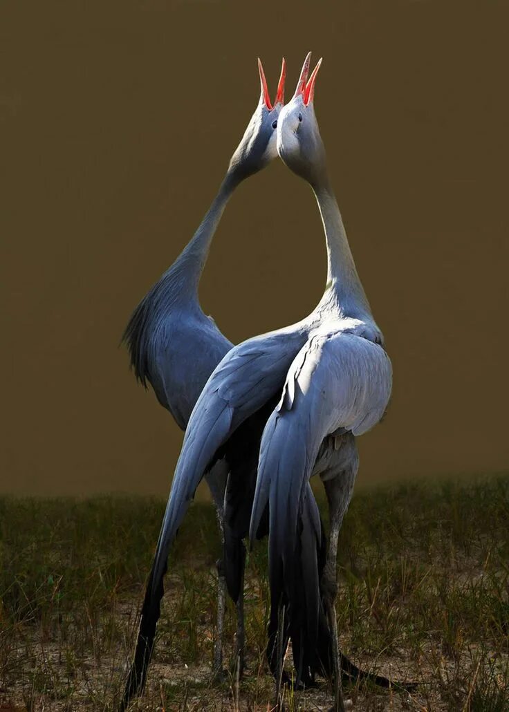 Африканская красавка журавль. Японский (Уссурийский) журавль Grus japonensis. Журавль-красавка брачные танцы. Райская красавка журавль. Птица пляшет