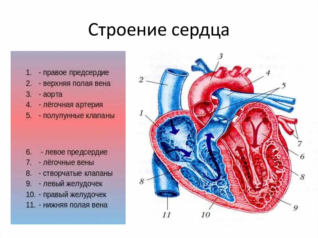 Левое предсердие какие вены