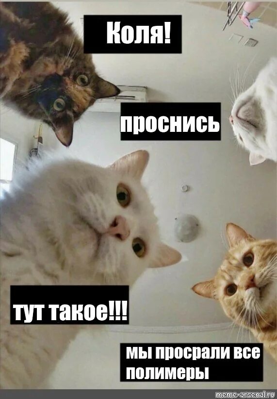 Наташа мы все уронили коты. Наташа вставай коты. Просыпайся здесь тебя никто не будет песня. Просыпайся здесь тебя никто не будет песня. Мем мы все уронили.