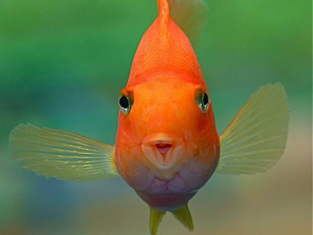 Рыбка открывает рот. Попугай красный рыбка аквариумная. Трехгибридный попугай. Цихлида-попугай. Таиландский попугай рыбка.