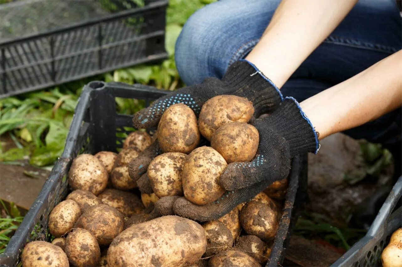 Вырастет ли картошка. Сортировка клубней картофеля. Приспособа для сортировки картофеля. Посадка картофеля. Переборщик картофеля.