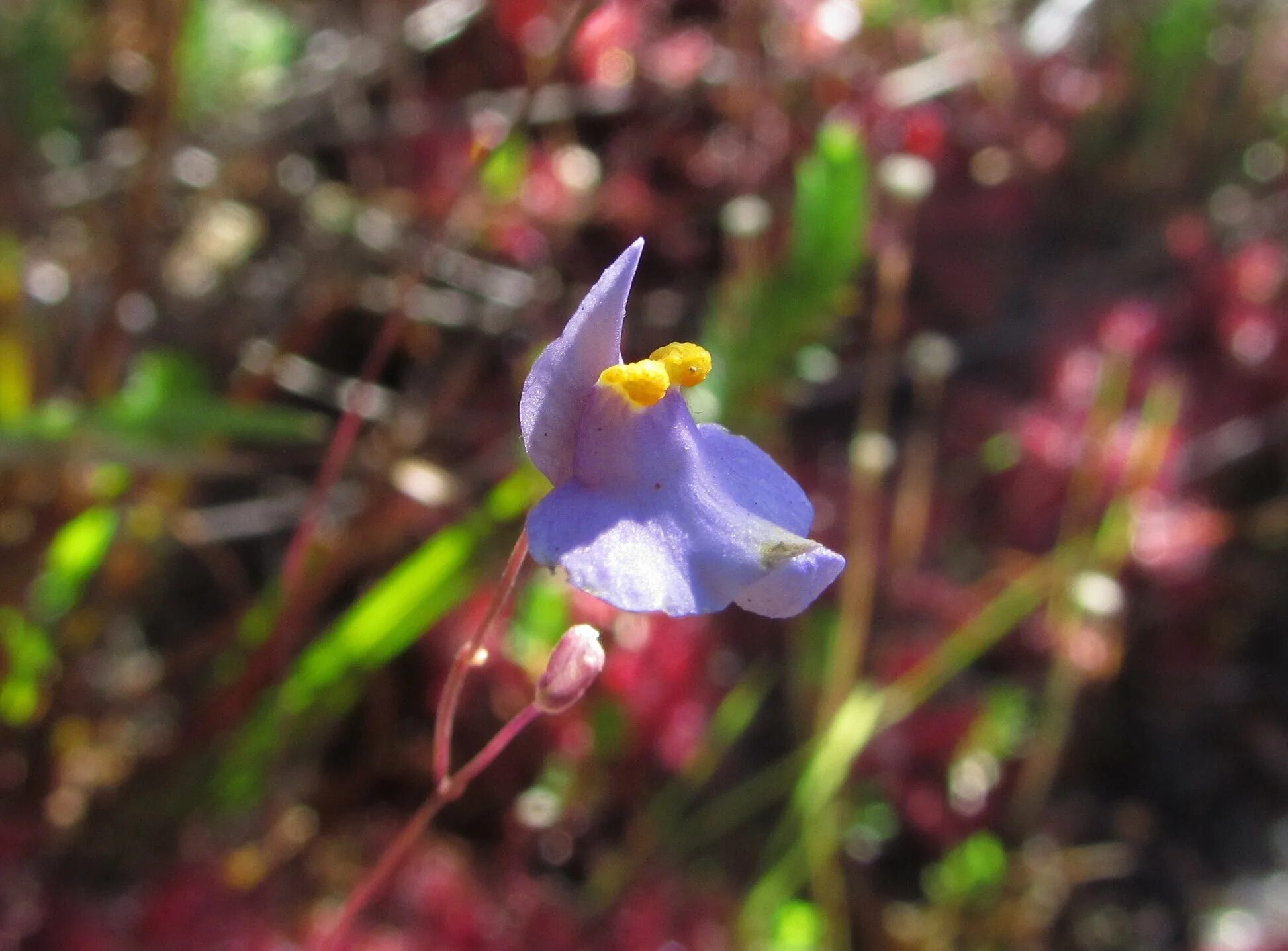 Utricularia sandersonii. Утрикулярии Utricularia пузырчатки. Пузырчатка Сандерсона. Свинцов цветок