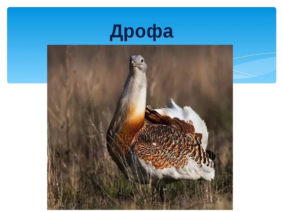 Дрофа Волгоградской области. Животные Воронежской области. Дрофа в Казахстане. Животные в Воронежской обл. В какой зоне живет дрофа