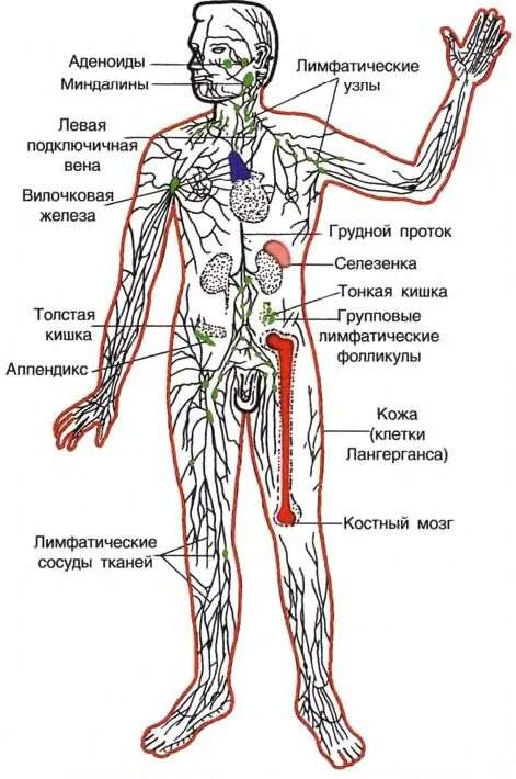 Строение иммунной системы человека схема. Центральные и периферические органы иммунной системы схема. Функции периферических органов иммунной системы. Схема расположения центральных и периферических органов иммунитета. Органы кроветворения иммунной