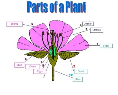 Plant diagram