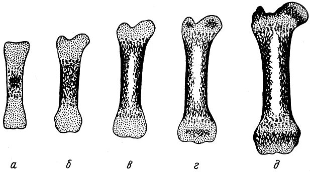 Рост трубчатых костей в толщину. Схема окостенения трубчатой кости. Возрастные изменения трубчатой кости. Энхондральное окостенение. Зона окостенения хряща.