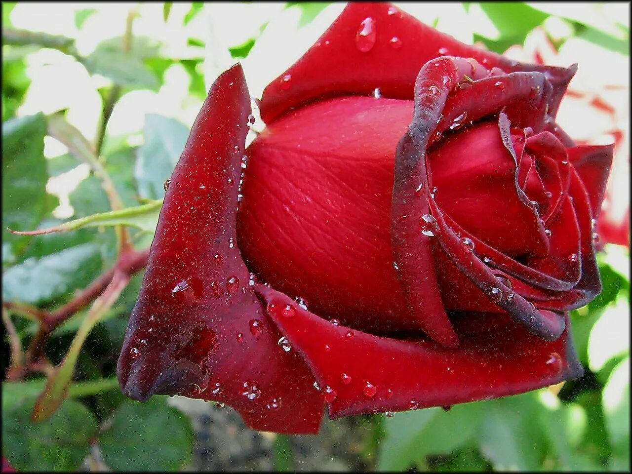 Разгадывать розы. Красивые розы. Самые красивые розы. Цветы для любимой женщины. Розы для любимой.