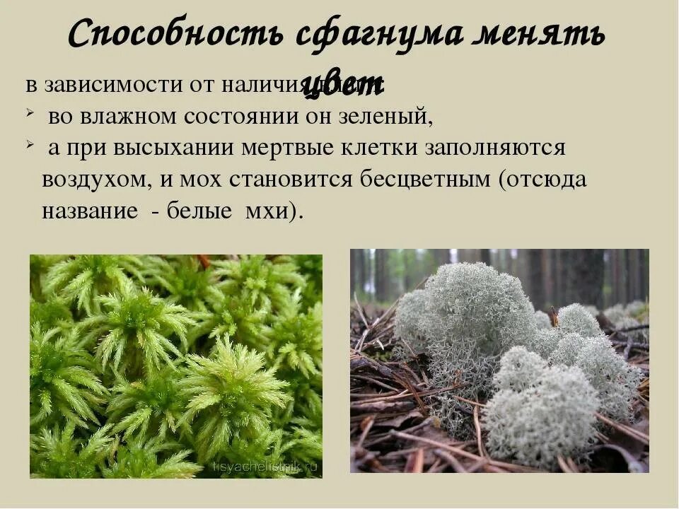 Мох факты. Сфагнум. олений мох сфагнум. факты о мхе сфагнум. мох сфагнум 5 класс.