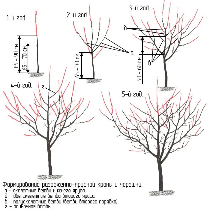 Через сколько лет плодоносит вишня