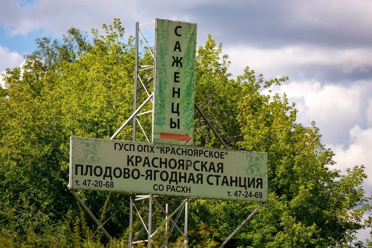 Плодовая станция. Плодово-ягодная станция красноярск. Опытно плодово ягодной станции. Плодово ягодная станция россошь. Плодовая станция.