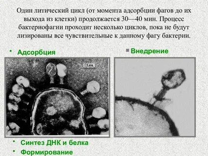Литические бактериофаги
