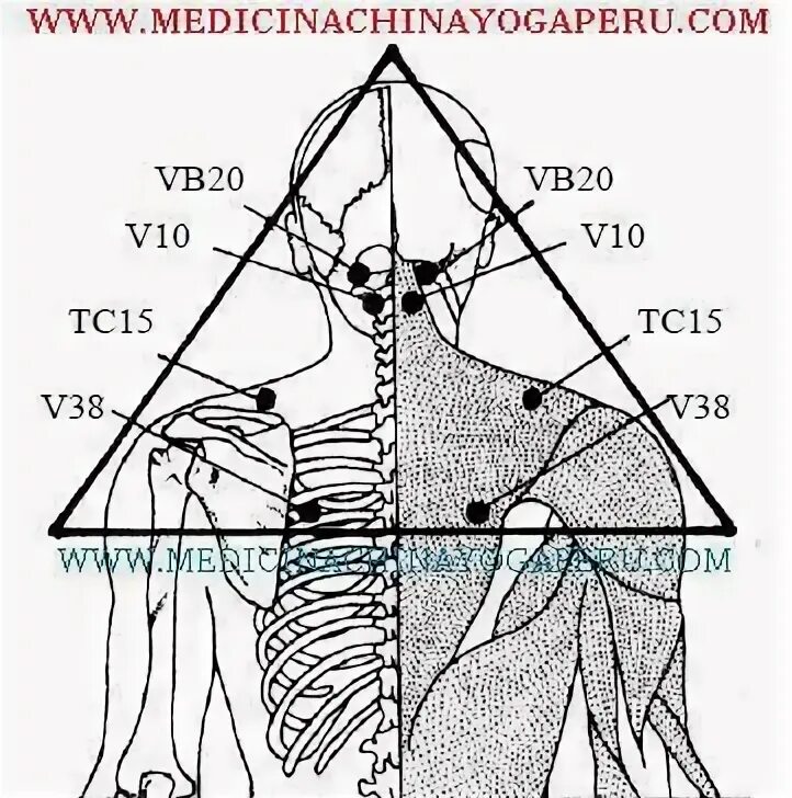 Точка vb10. Vb 20 точка акупунктуры. Точка vb20 фэн-чи. Массажная точка vb 38. Точка 20 на телефон