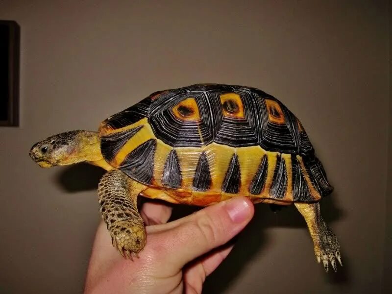 Черепаха домашнее фото. Черепаха с желтыми полосками. Черепаха сухопутная домашняя. Породы сухопутных черепах домашних. Степная черепаха с желтыми полосками.