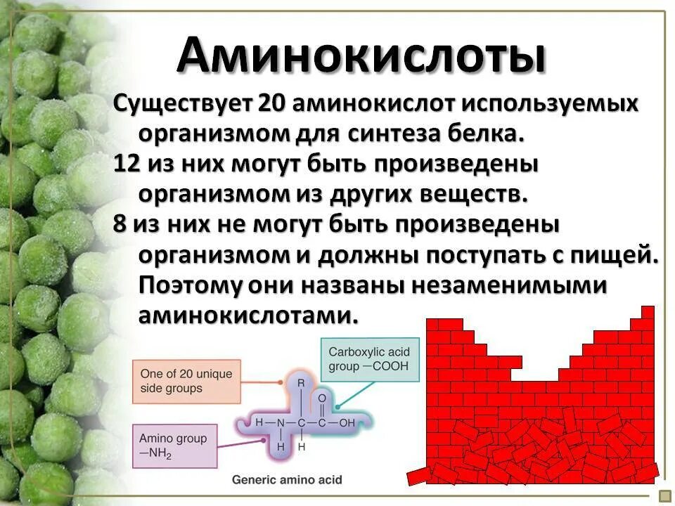 Синтез белка витамины. Аминокислоты. Аминокислоты презентация. Важные аминокислоты для организма. Основные аминокислоты организма.