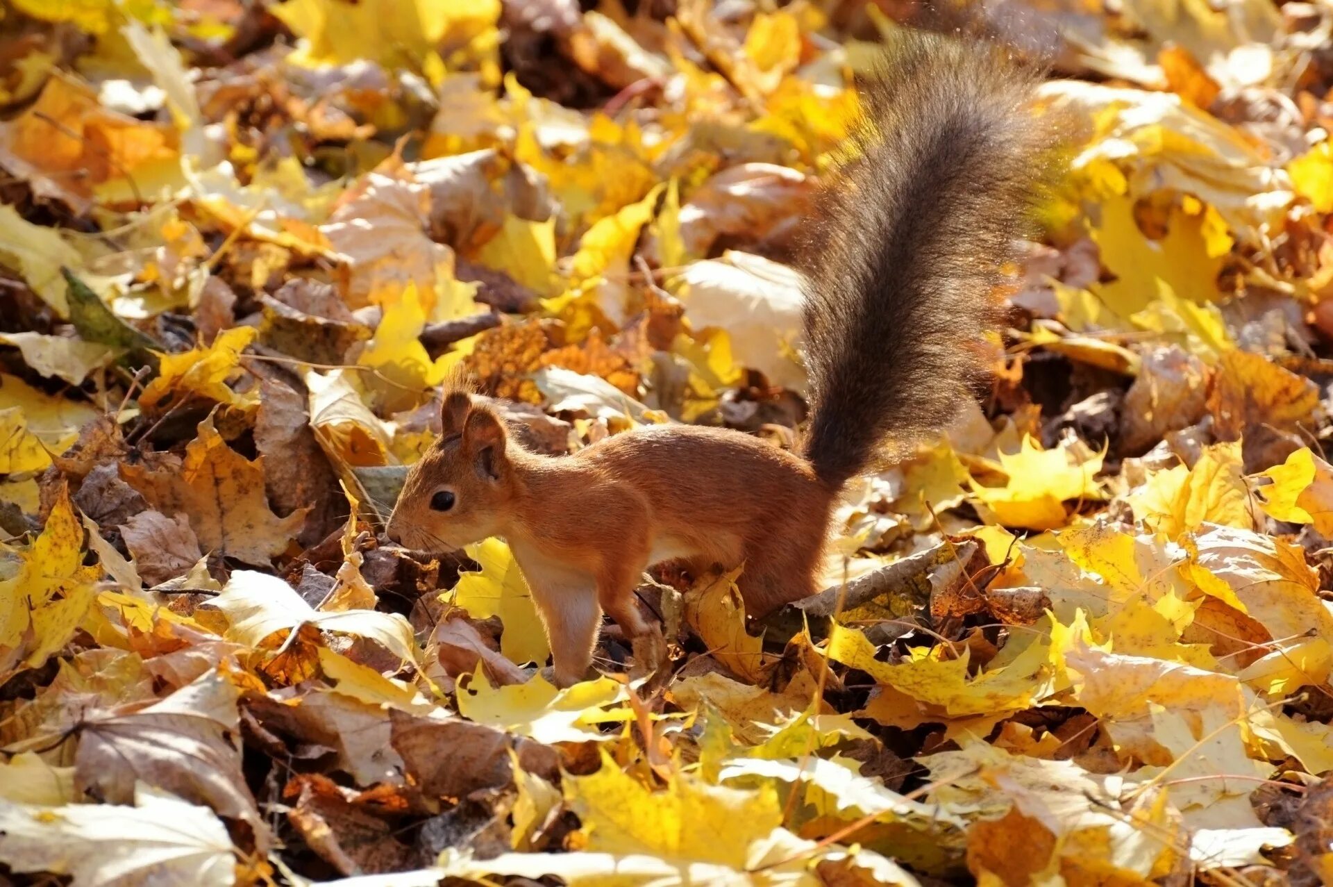 Осень с белками. Животные осенью. Природа и животные. Животные осенью фото. Осенняя белка.