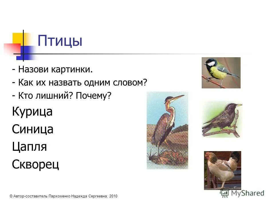 Цапля синица. Воробей ласточка синичка. Клюв цапли. Цапля синица. Цапля агами.