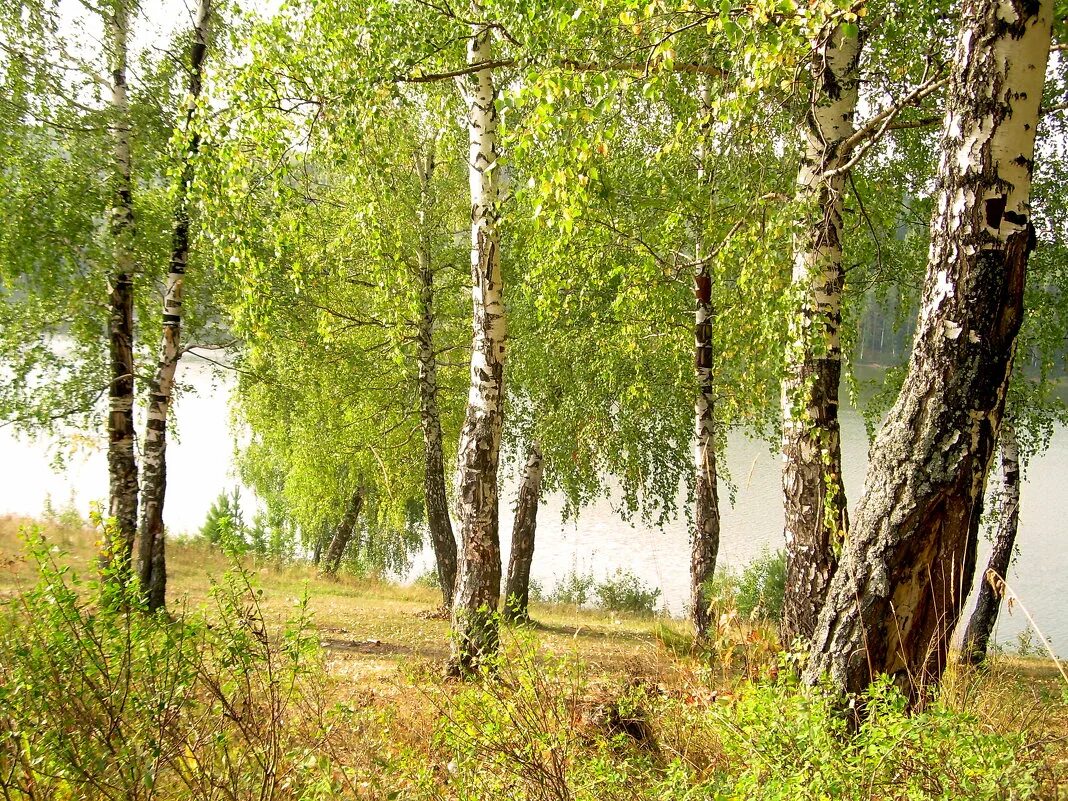 озеро бузули амурская область. танцующие березы боровое казахстан. дьяковский лес деревья береза ива. деревья россии береза. боровое роща танцующих берез.