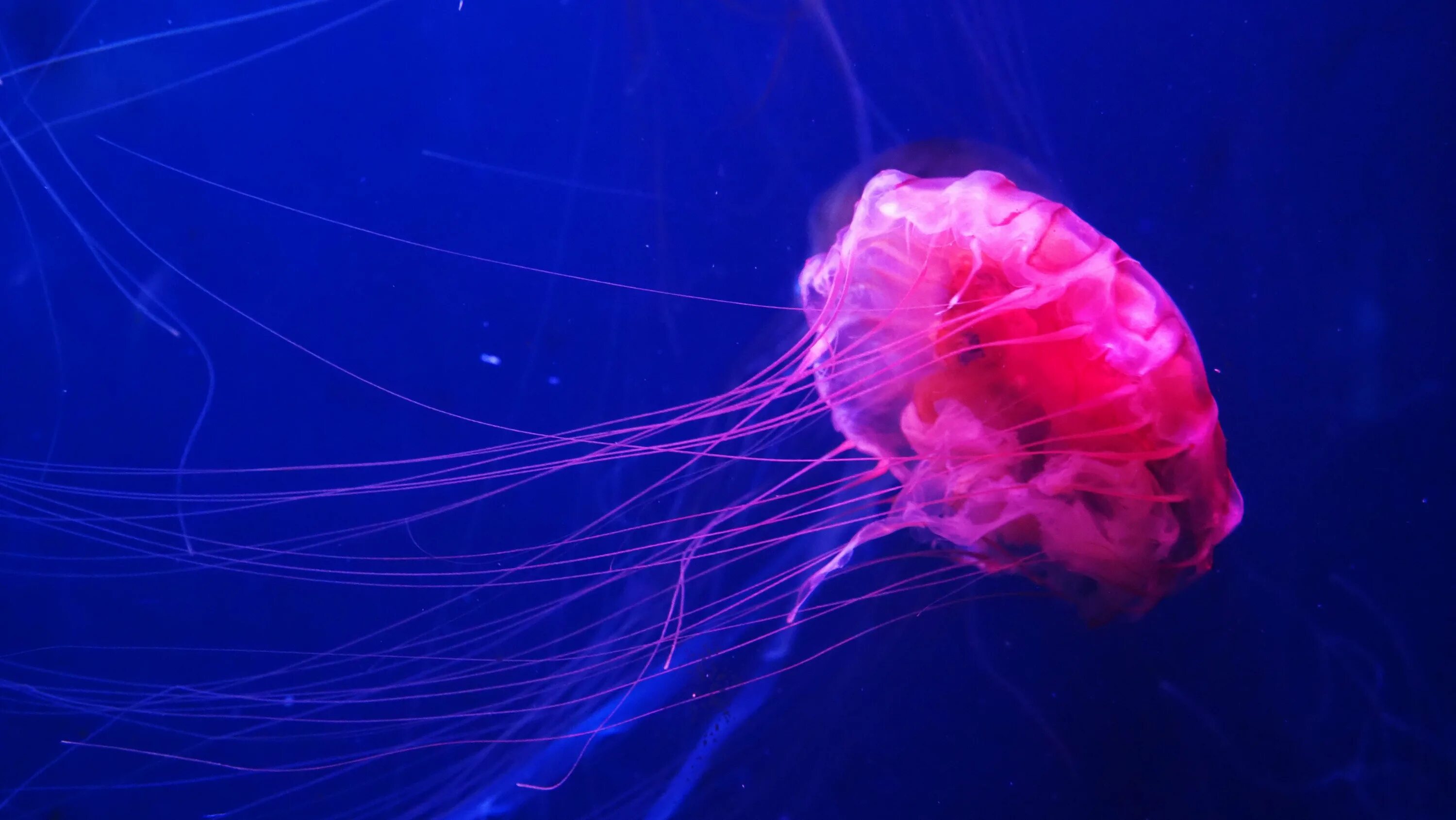 Сцифоидные медузы. Медуза одноклеточное. Медуза не умеет плавать в ночи