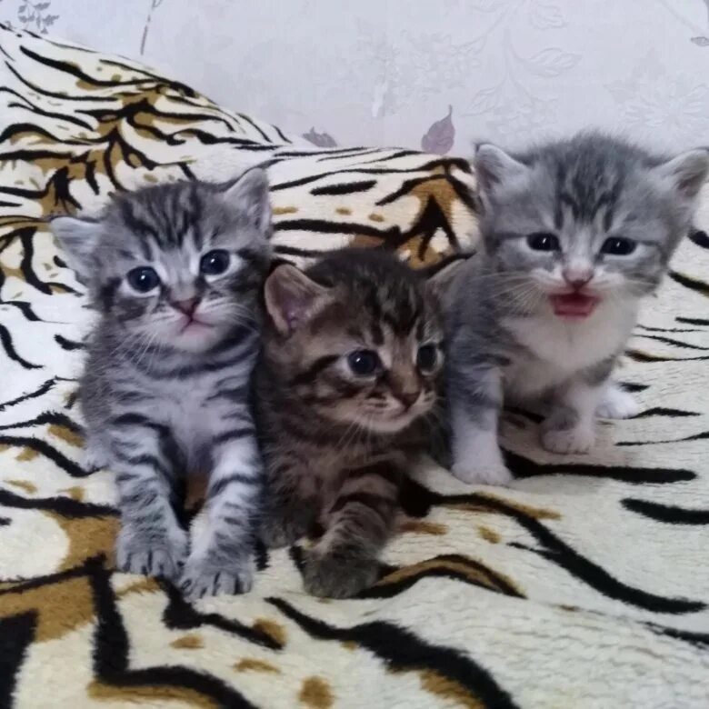 авито камышин котята