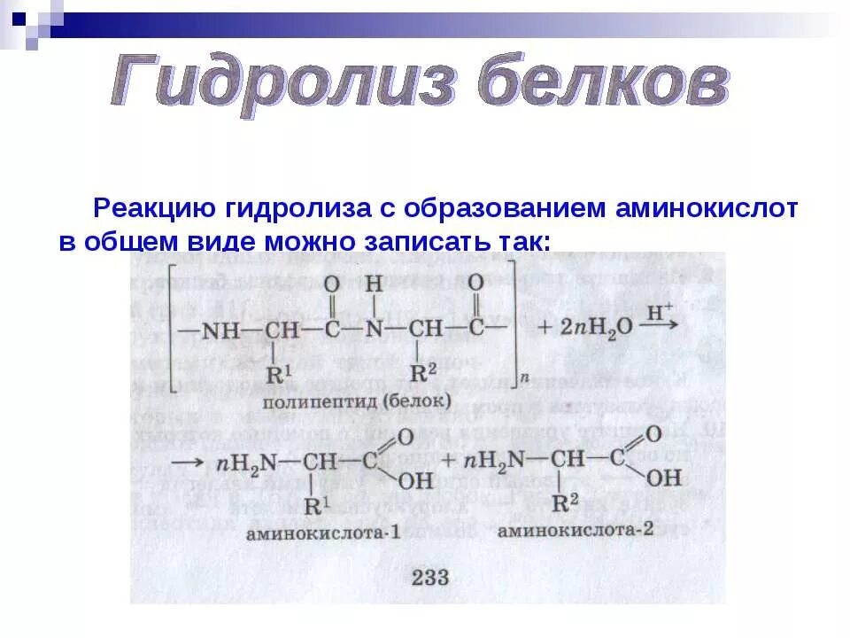 Гидролиз белков происходит. Получение белков из аминокислот это реакция. Получение белка из аминокислот реакция. Реакция образования полипептидов и аминокислот. Из аминокислот в белки реакция.