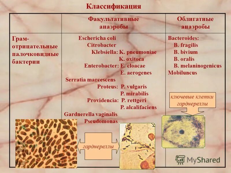 облигатные и факультативные анаэробы примеры. факультативные аэробы и анаэробы. факультативные анаэробы. факультативно-анаэробные микроорганизмы это. факультативные и облигатные анаэробы.