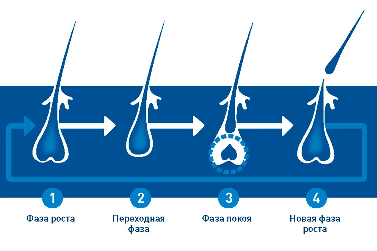 Рост волос интенсивное. Цикл роста волос. Стадии развития волоса. Стадии роста волос. Цикл волосяного фолликула.