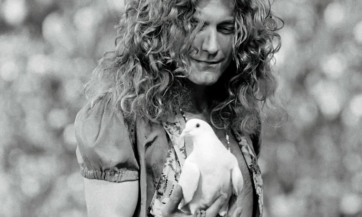 Плант википедия. Robert Plant led Zeppelin. Robert Plant молодой. Robert Plant в молодости.