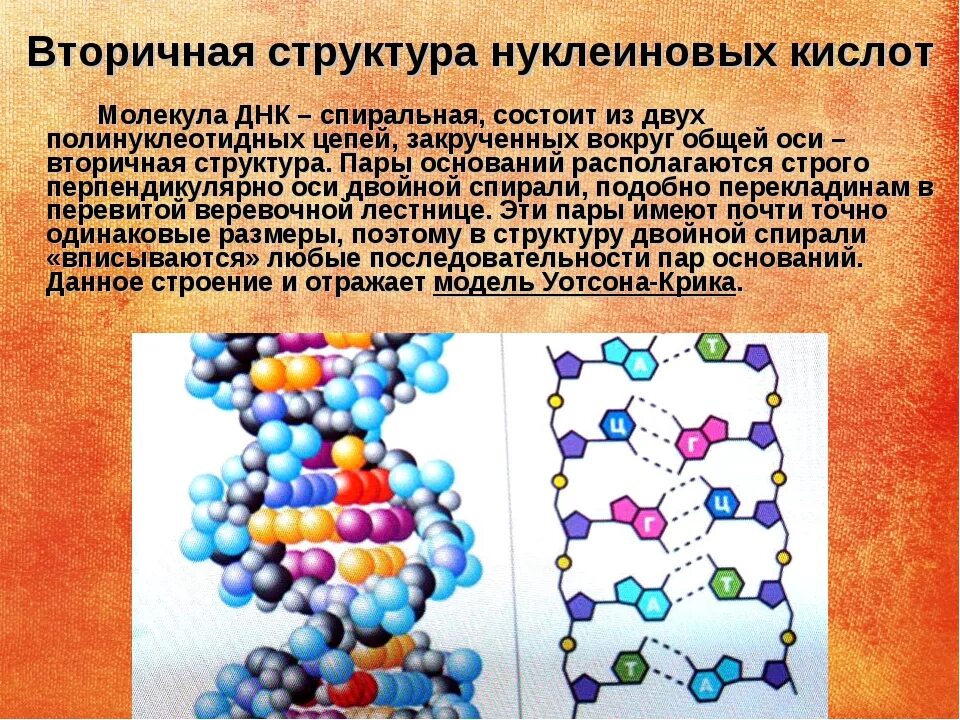 Вторичная структура нуклеиновых кислот (ДНК И РНК).. Структура нуклеиновых кислот химия 10 класс. Вторичная структура нуклеиновых кислот. Структура нуклеиновых кислот химия.