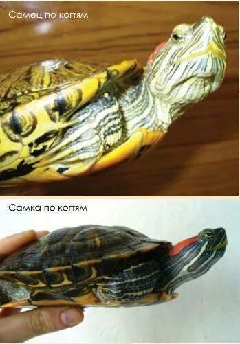 Как отличить красноухих. Красноухая черепаха определить пол. Красноухая черепаха самец. Красноухая черепаха самец и самка. Пол красноухой черепахи.