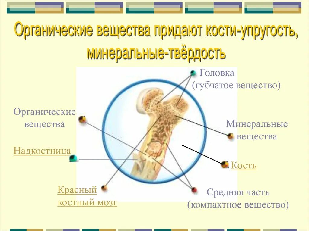 Вещества придающие твердость кости. Органические вещества кости. Органические вещества придают кости. Органические и Минеральные вещества кости. Органические и неорганические вещества кости.