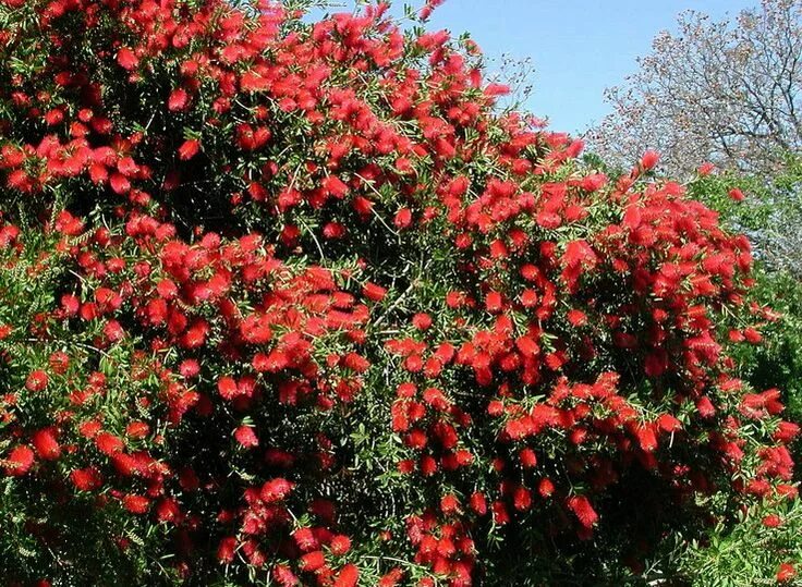 Карисса. Hibiscus brackenridgei. Кустарники южного берега крыма. Падуб дворф. Южный кустарник 4 буквы.