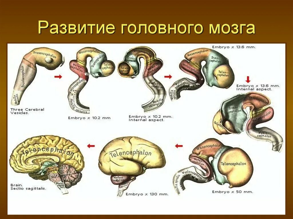 Этапы развития головного мозга. Стадии развития головного мозга. Эволюция человеческого мозга. Развитие нервной системы.