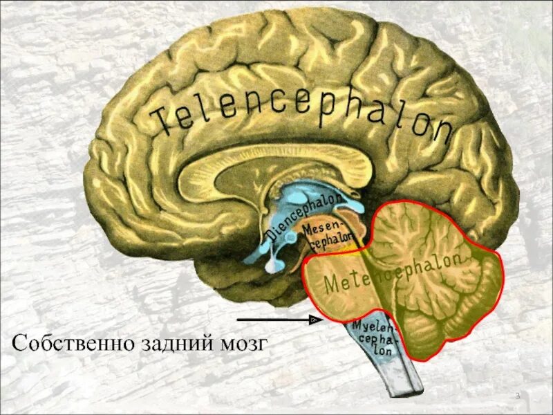 К заднему мозгу относят