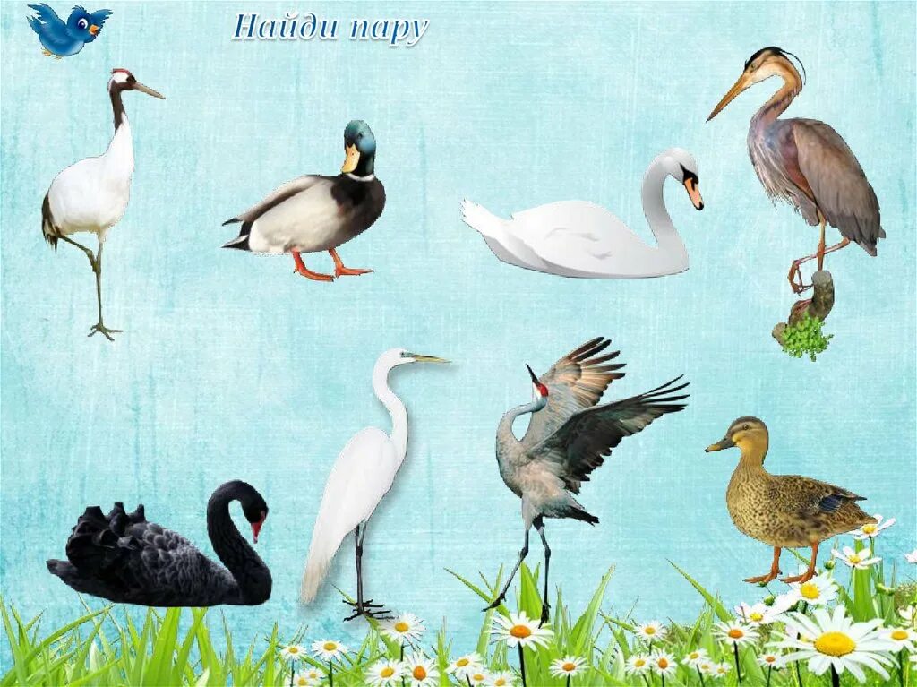 Перелетные птицы. Перелетные птицы для дошкольников. Водоплавающие птицы для детей. Водоплавающие птицы для дошкольников.