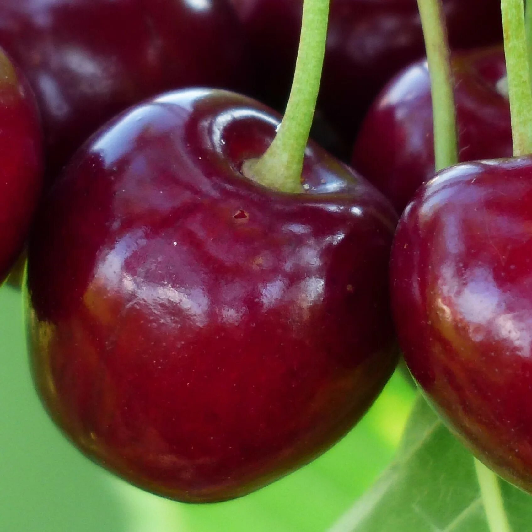 Вишня (род растений) сливовые. Вишня сладкая, 198 гр. Саженцы вишня любская. Вишня скороспелка. Сорт черешни бычье сердце.