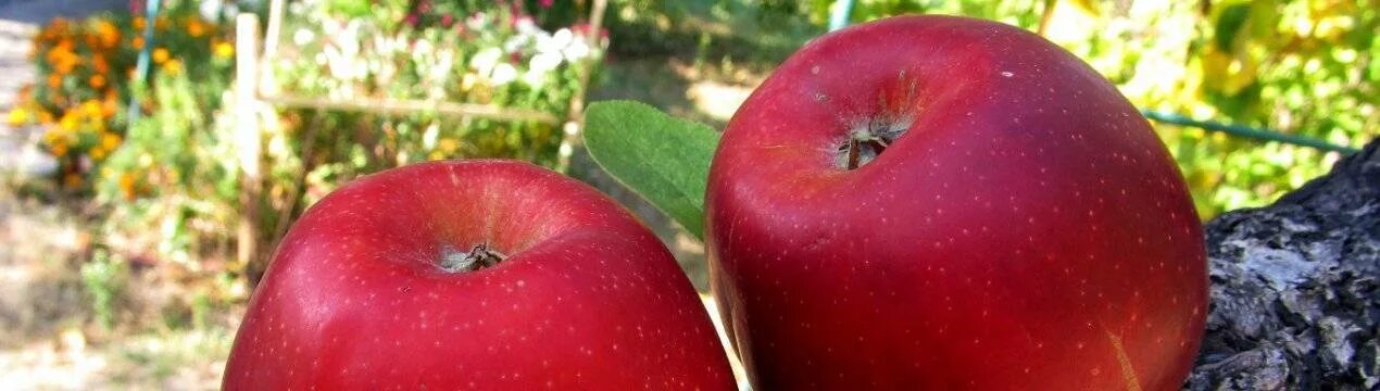 Фото яблони черный принц. Яблоня Red Jonaprince. Яблоня сорт черный принц. Джонапринц сорт яблок.